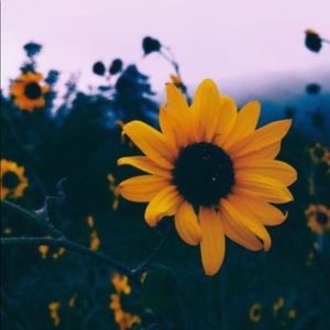 Meet your Posher, Falon